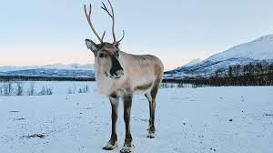 Reindeer