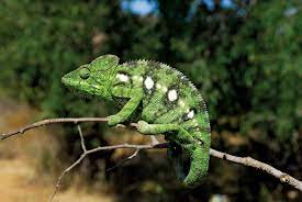 Chameleon