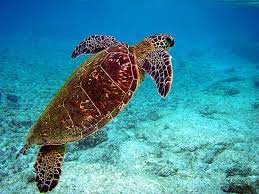 Sea turtle