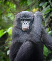 Bonobo