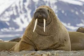 Walrus