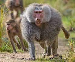 Baboon