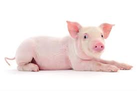 Pig