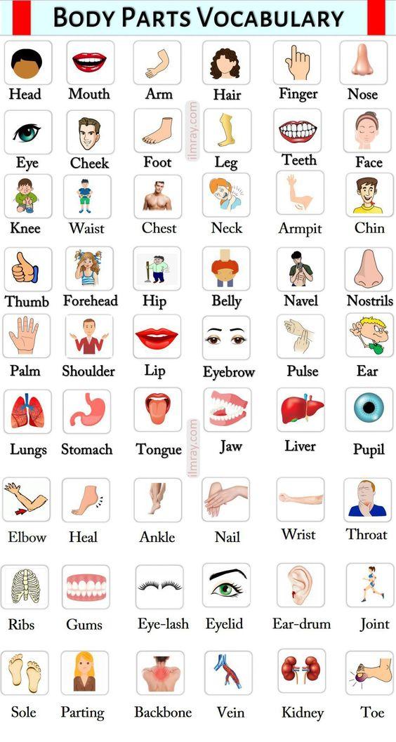 body parts.jpg