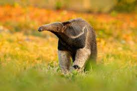 Anteater